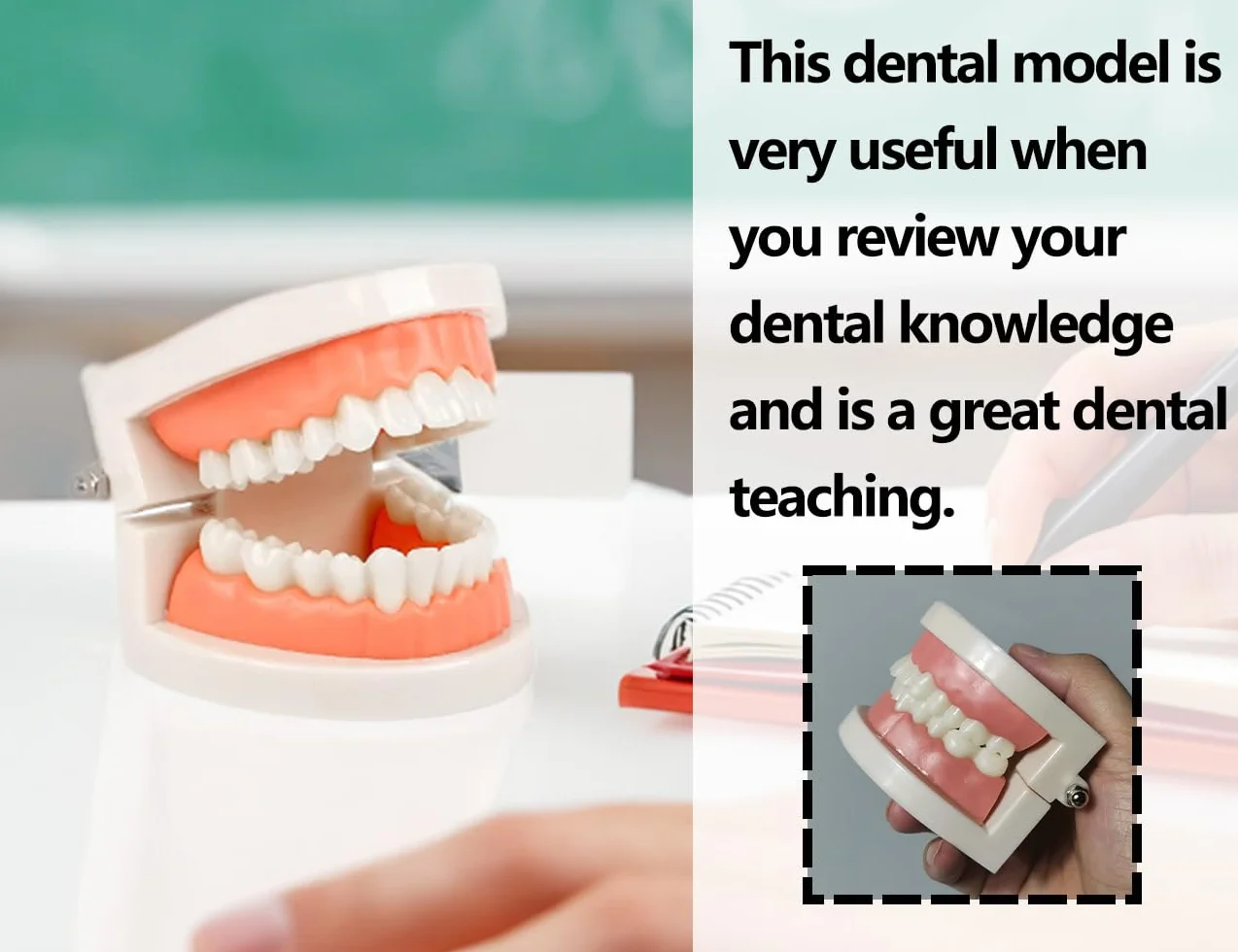 KAPSING Modello di Protesi Dentaria Standard per Dentista, Realistico Modello di Dente, per Ricerca e Mostre
