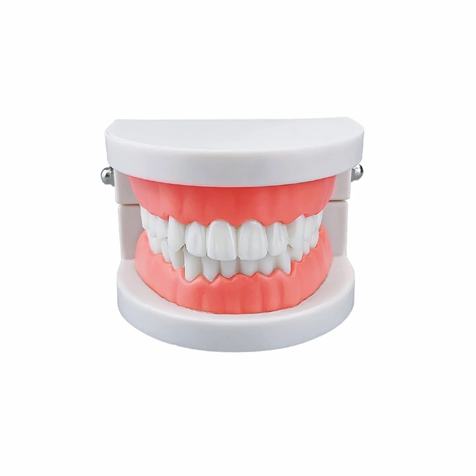 Dental Study Supplies Adult Standard Typodont Teeth Model Without Wisdom Teeth