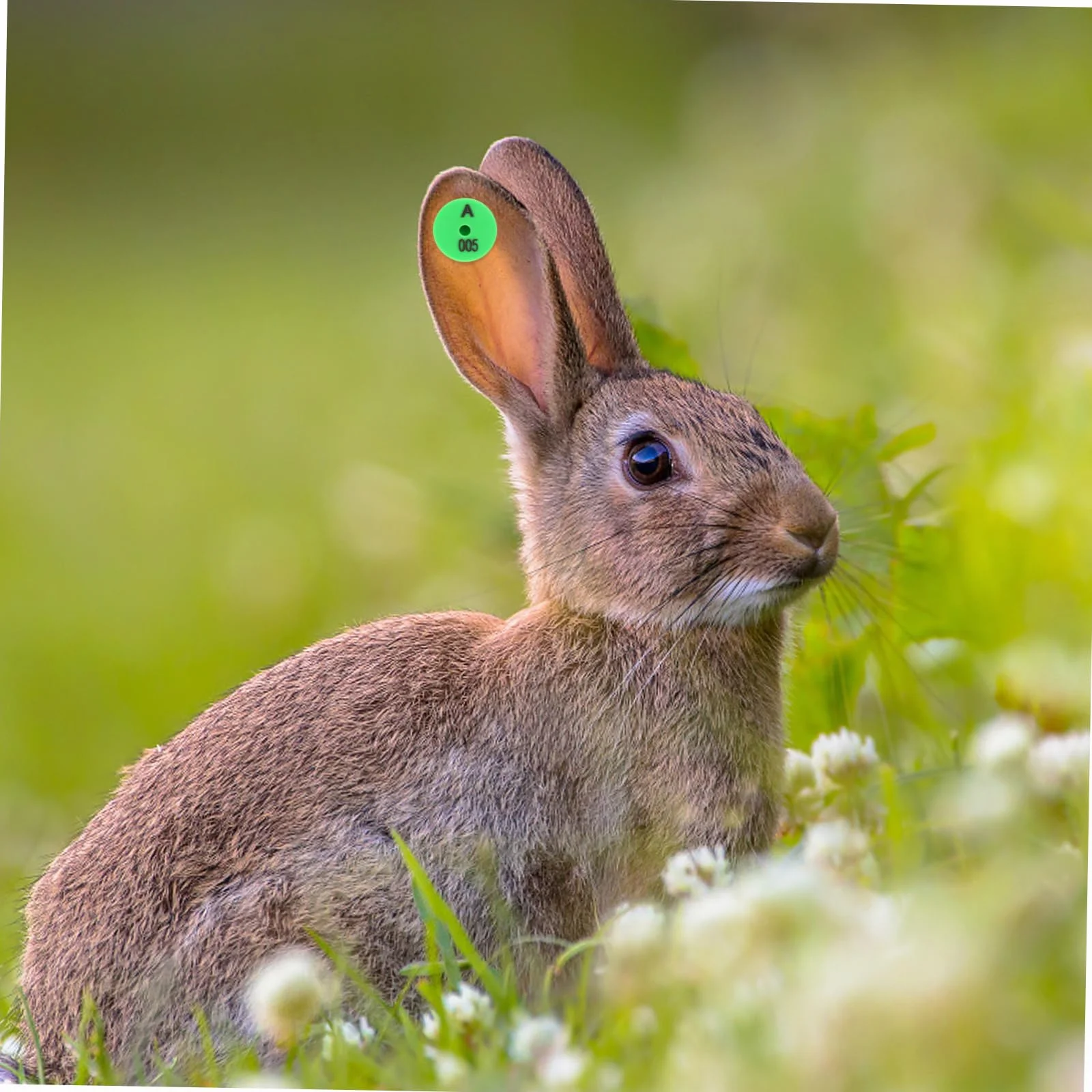 Etichette Auricolari Numerate con Colori Vivaci Resistenti Agli Urti 100 Pezzi per Identificazione in Allevamenti e Monitoraggio Bestiame per Conigli e Piccoli Animali