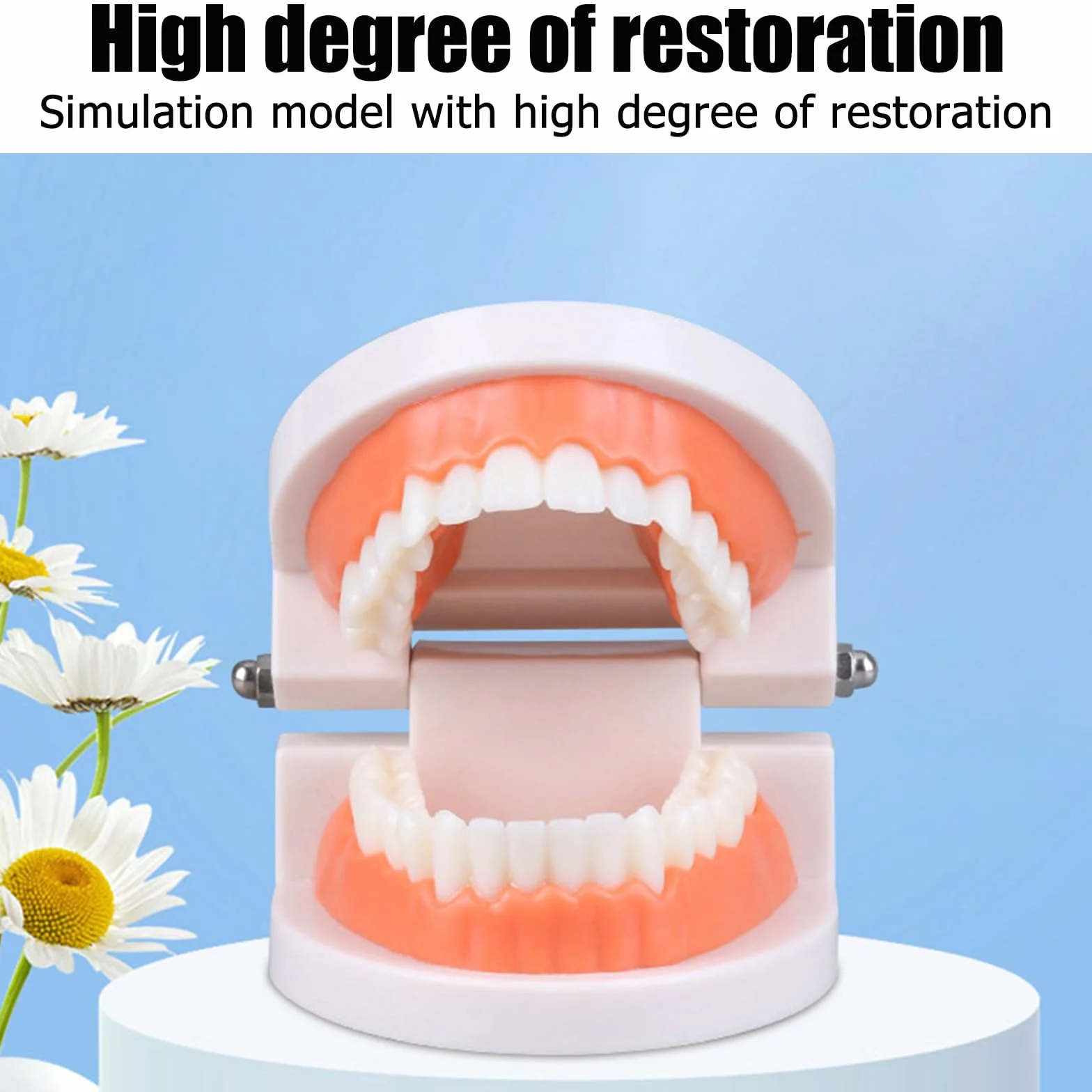 Model Dentystyczny Denti Anatomici 180°
