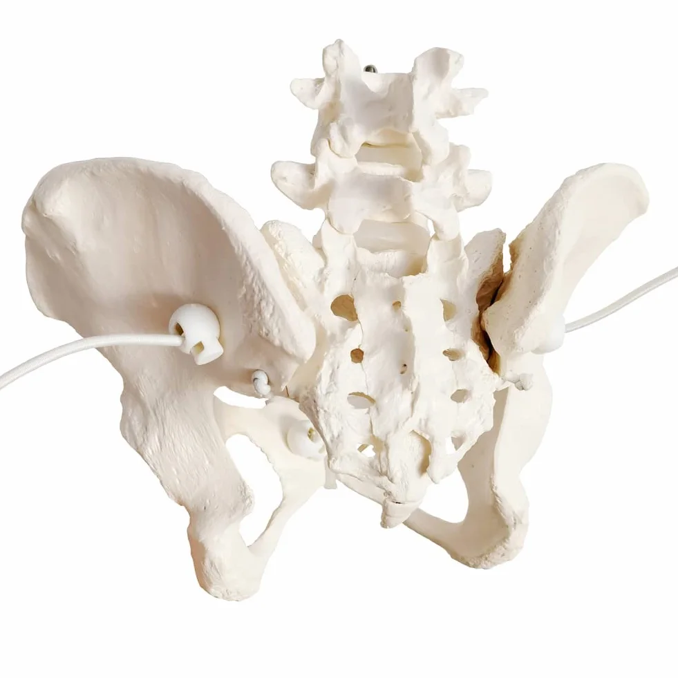 EVOTECH SCIENTIFIC Modello pelvico Femminile Flessibile Su Elastico, Modello Anatomico Medico