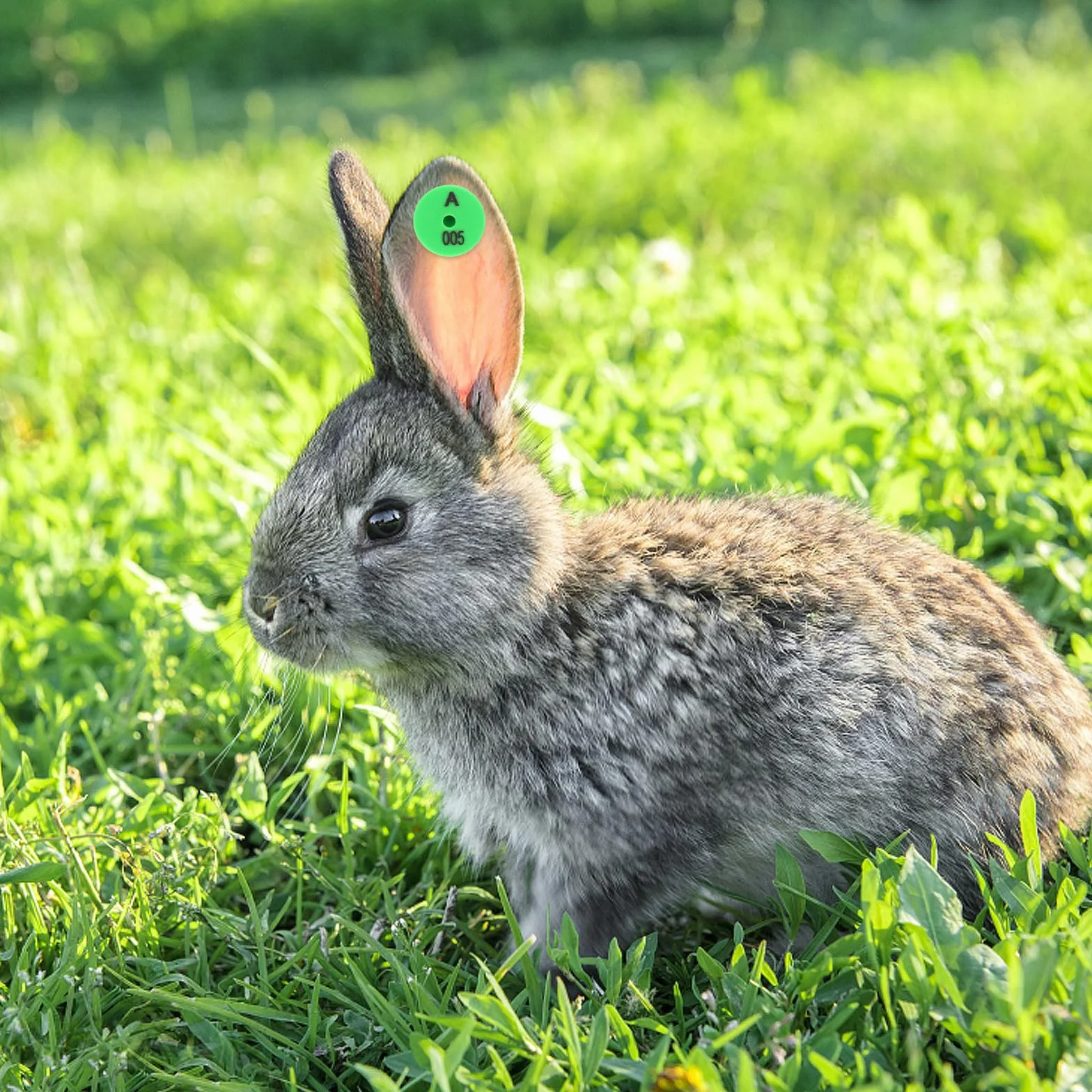 Yardenfun Etichette per Orecchie di Coniglio in Pp Verde 100 Pezzi Facili da per Identificazione e Tracciamento Animali Domestici e Piccoli Animali da Allevamento
