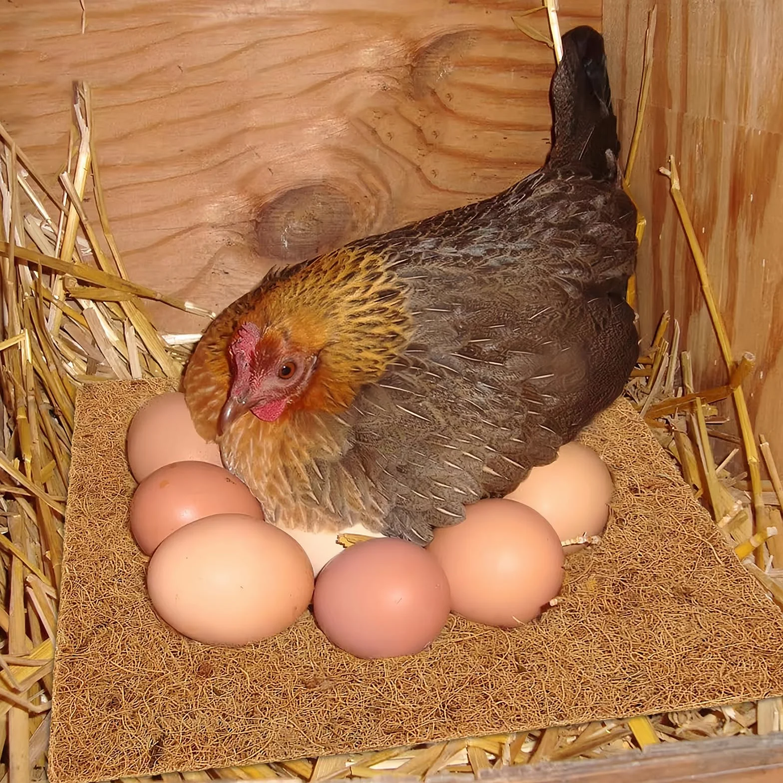 Cuscinetti per Nidi di Galline 30x30 cm 10 Pezzi Riutilizzabili Compostaggio