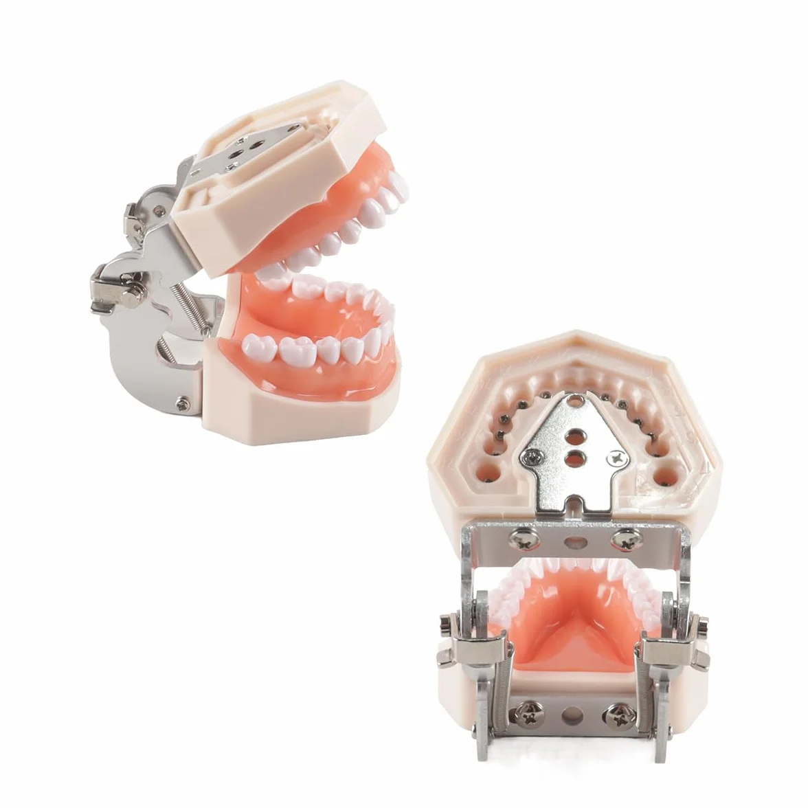 Modello di denti dentali Typodont 28 pezzi per studi dentistici studenti odontoiatria