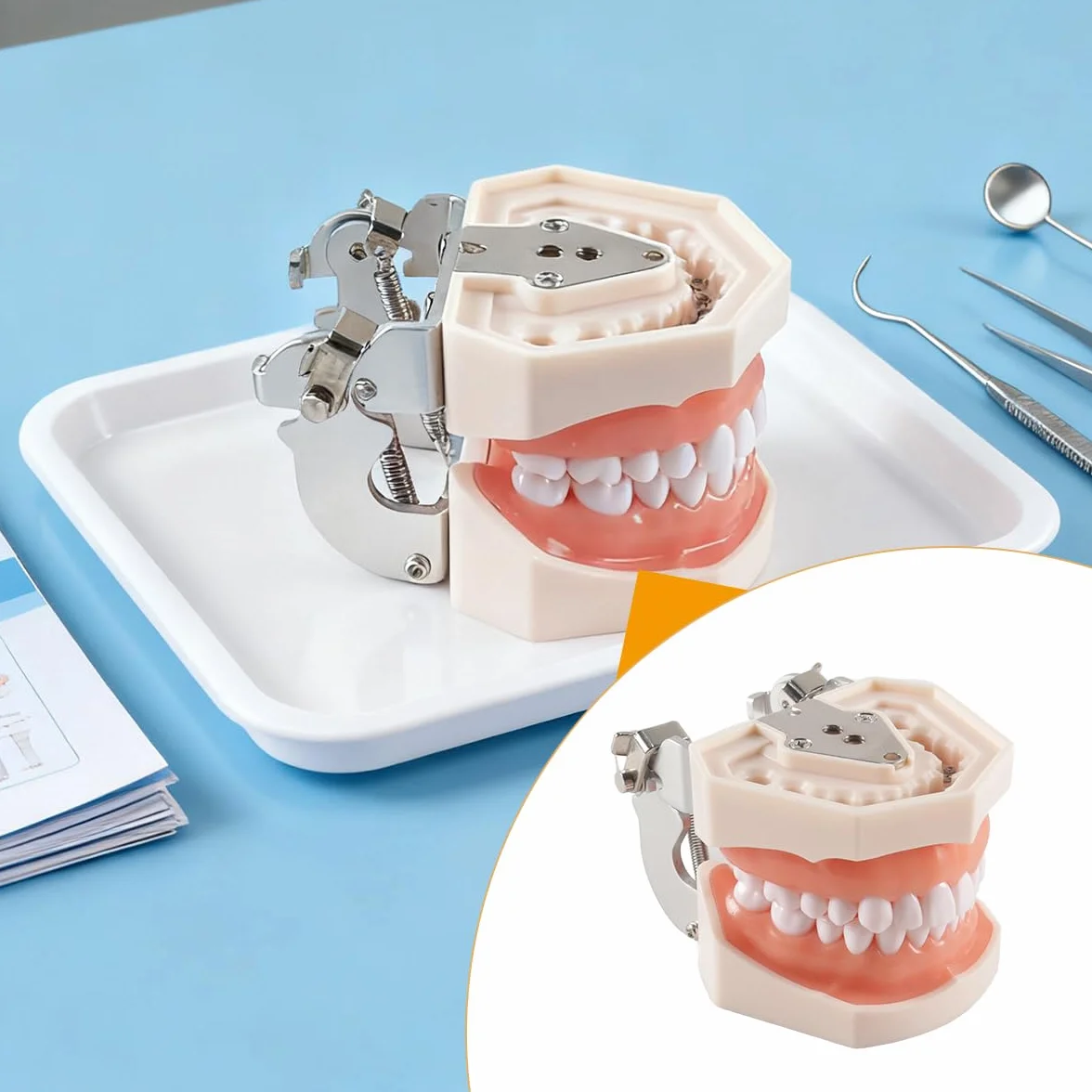 Modello di denti dentali Typodont 28 pezzi per studi dentistici studenti odontoiatria