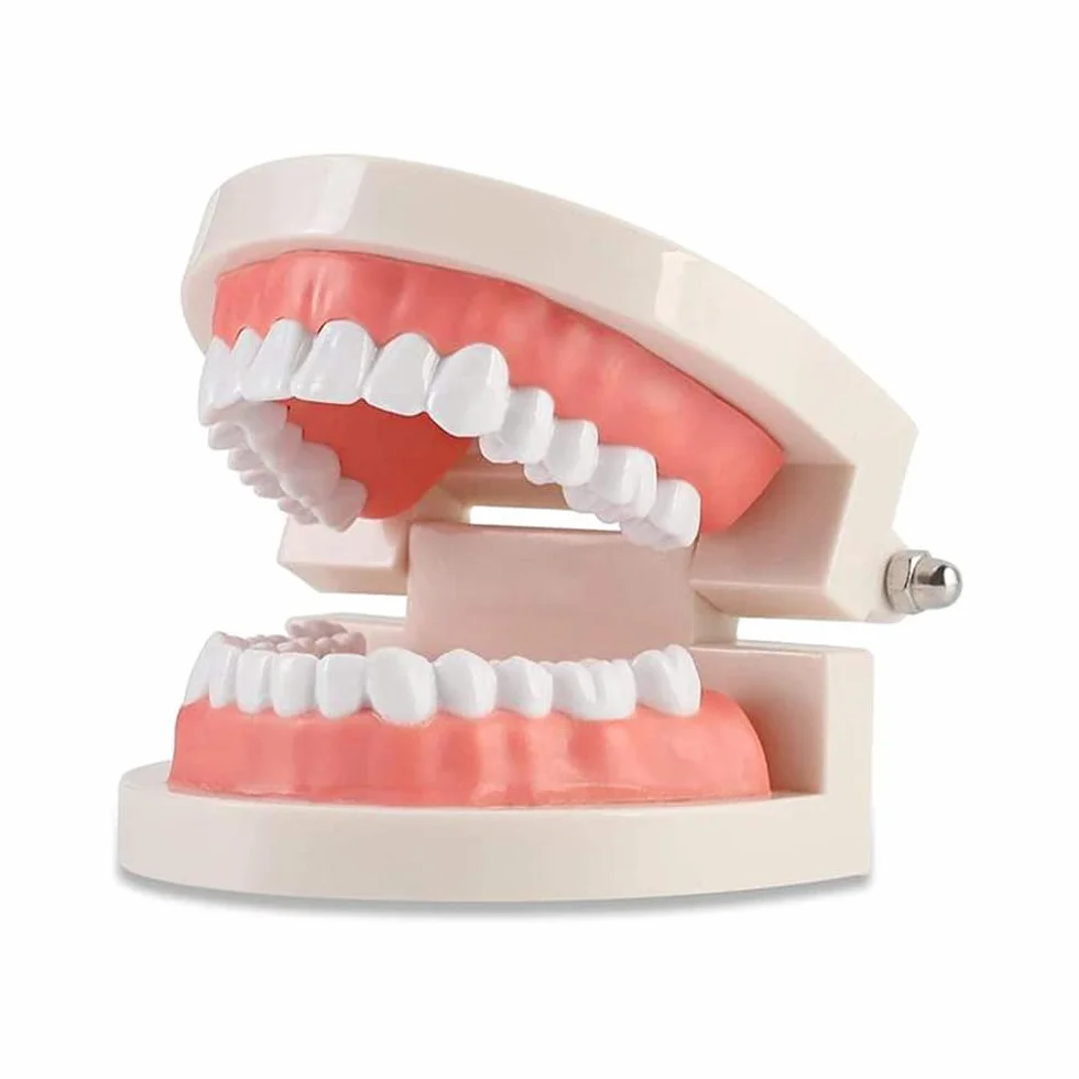 WANGCL Modello Dentale Denti Anatomici per Insegnamento Cura Orale