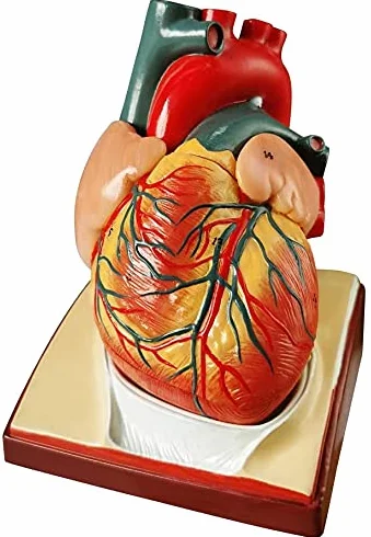 Modello di cuore umano a grandezza naturale 2 pezzi, modello cardiaco anatomico 1:1, 34 strutture