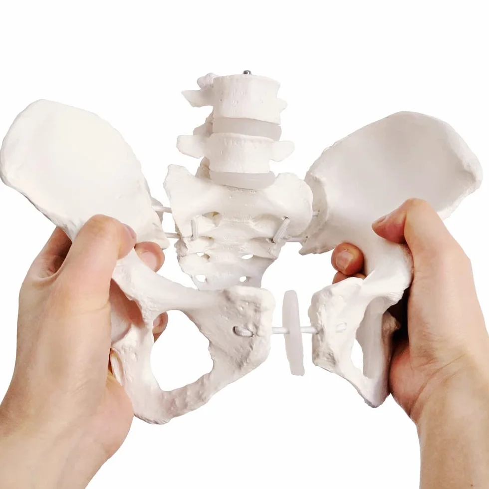 EVOTECH SCIENTIFIC Modello pelvico Femminile Flessibile Su Elastico, Modello Anatomico Medico