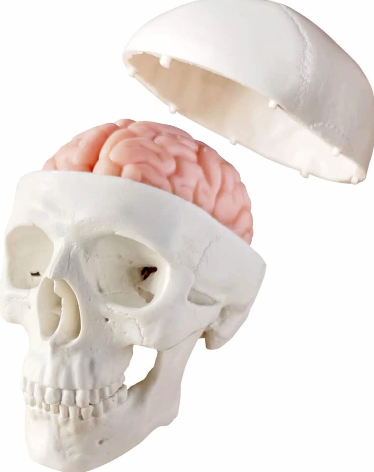 Cranio Umano in Miniatura 3 Pezzi con Cervello in 2 Parti, Modello Educativo per Apprendimento