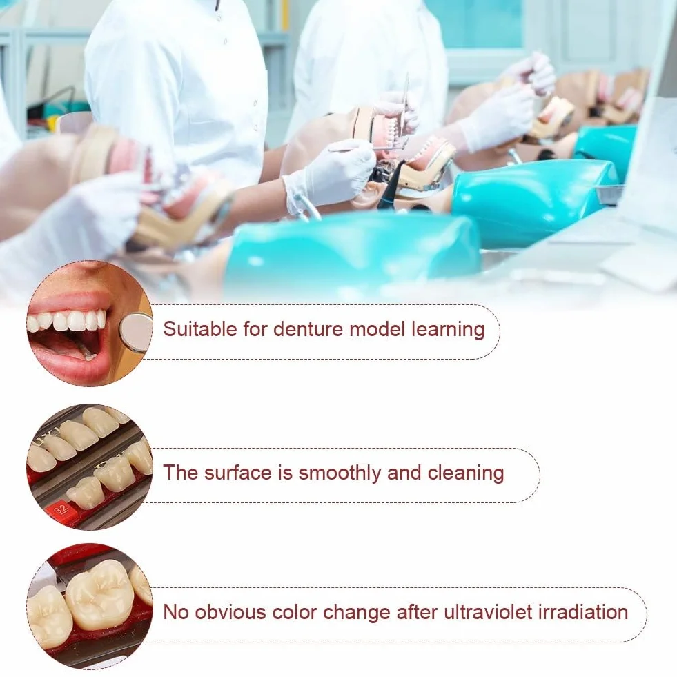 Denti in Resina Sintetica Acrilica per Protesi Dentale, Modelli Dentali, Forniture per Dentisti
