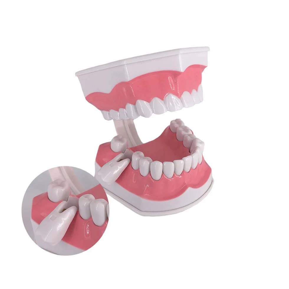 Youya Modello Dentale Grandi Dimensioni Strumento Insegnamento Dentale Spazzolino Denti Inferiori Rimovibili