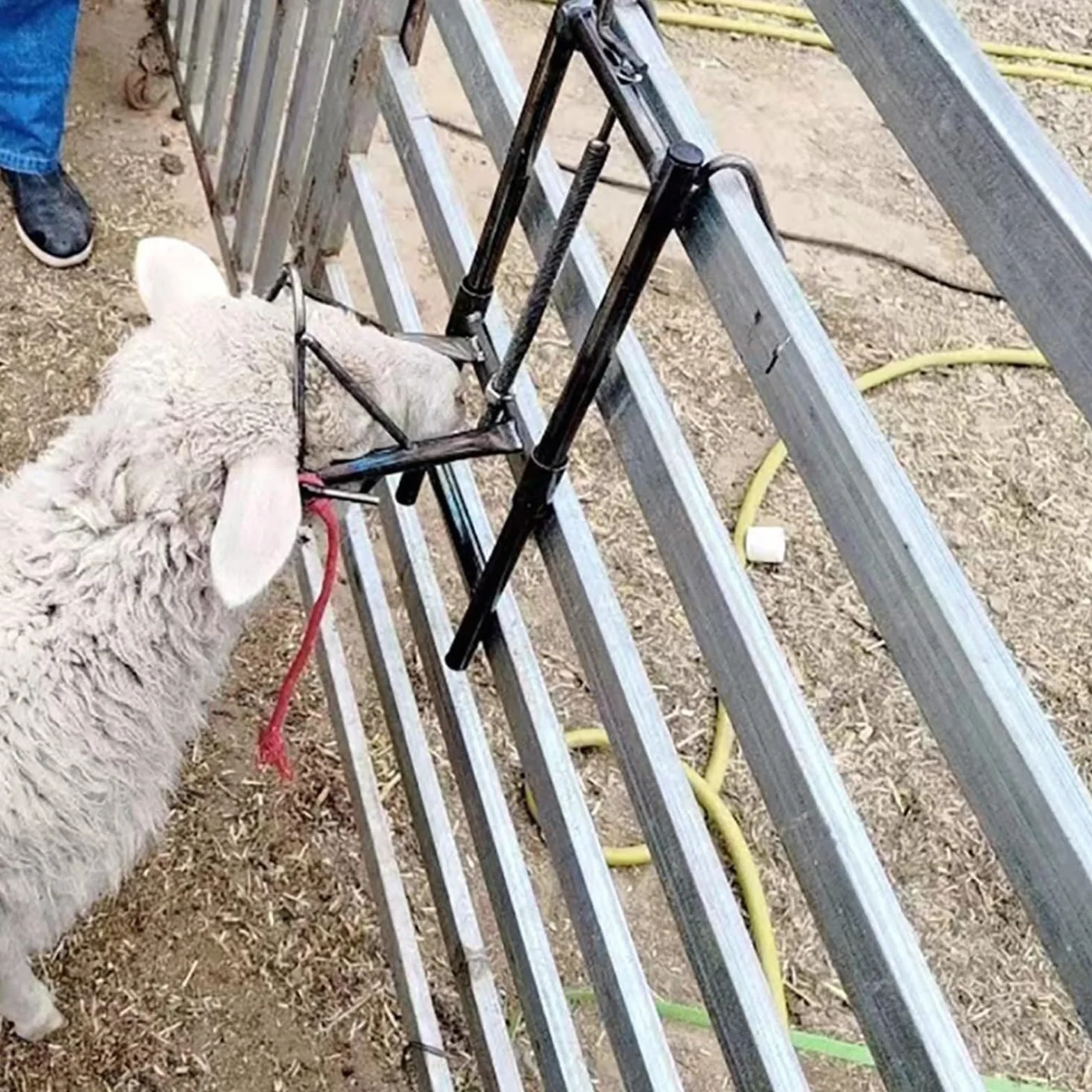 Supporto per tosatura di pecore portatile regolabile per lana professionale