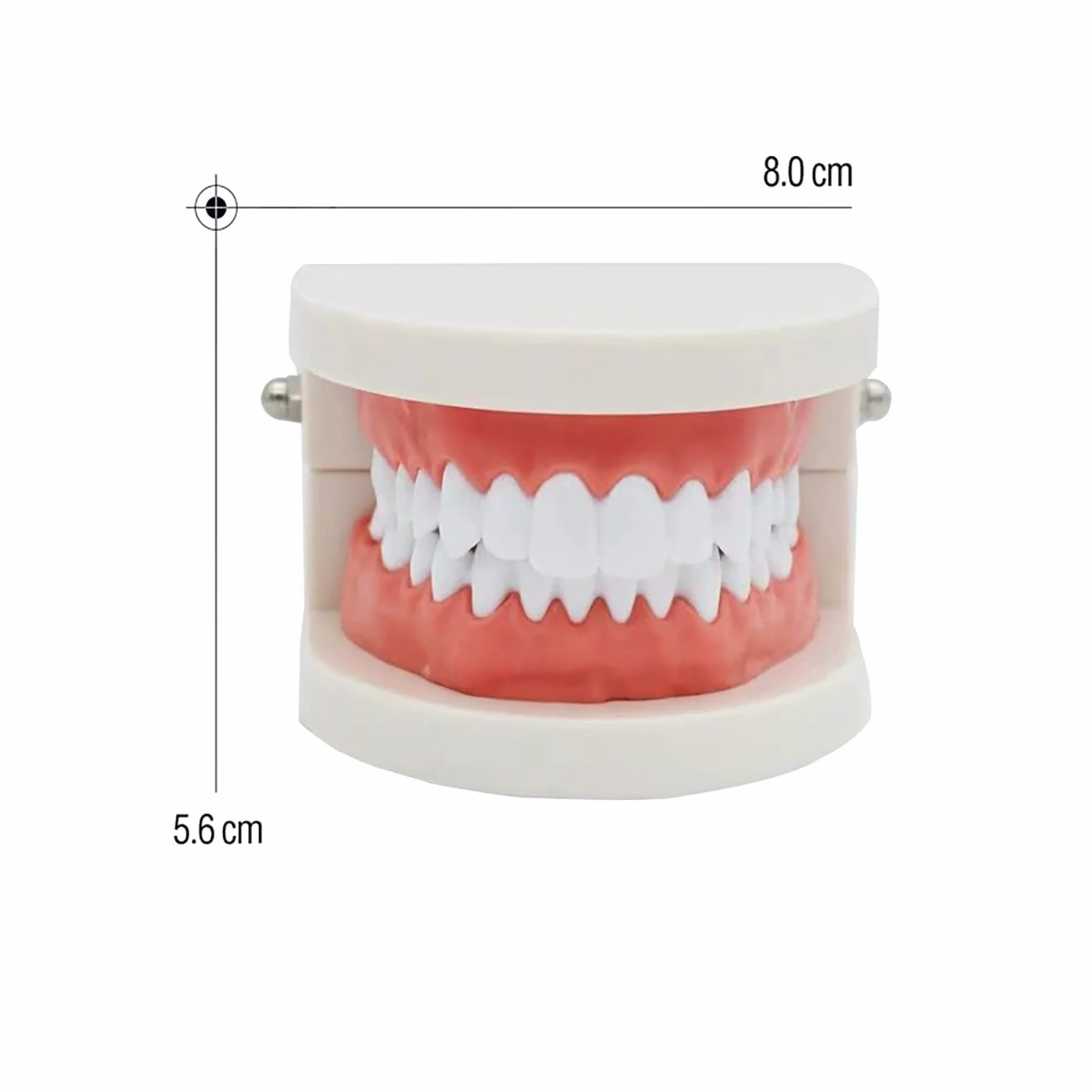 Dental Study Supplies Adult Standard Typodont Teeth Model Without Wisdom Teeth