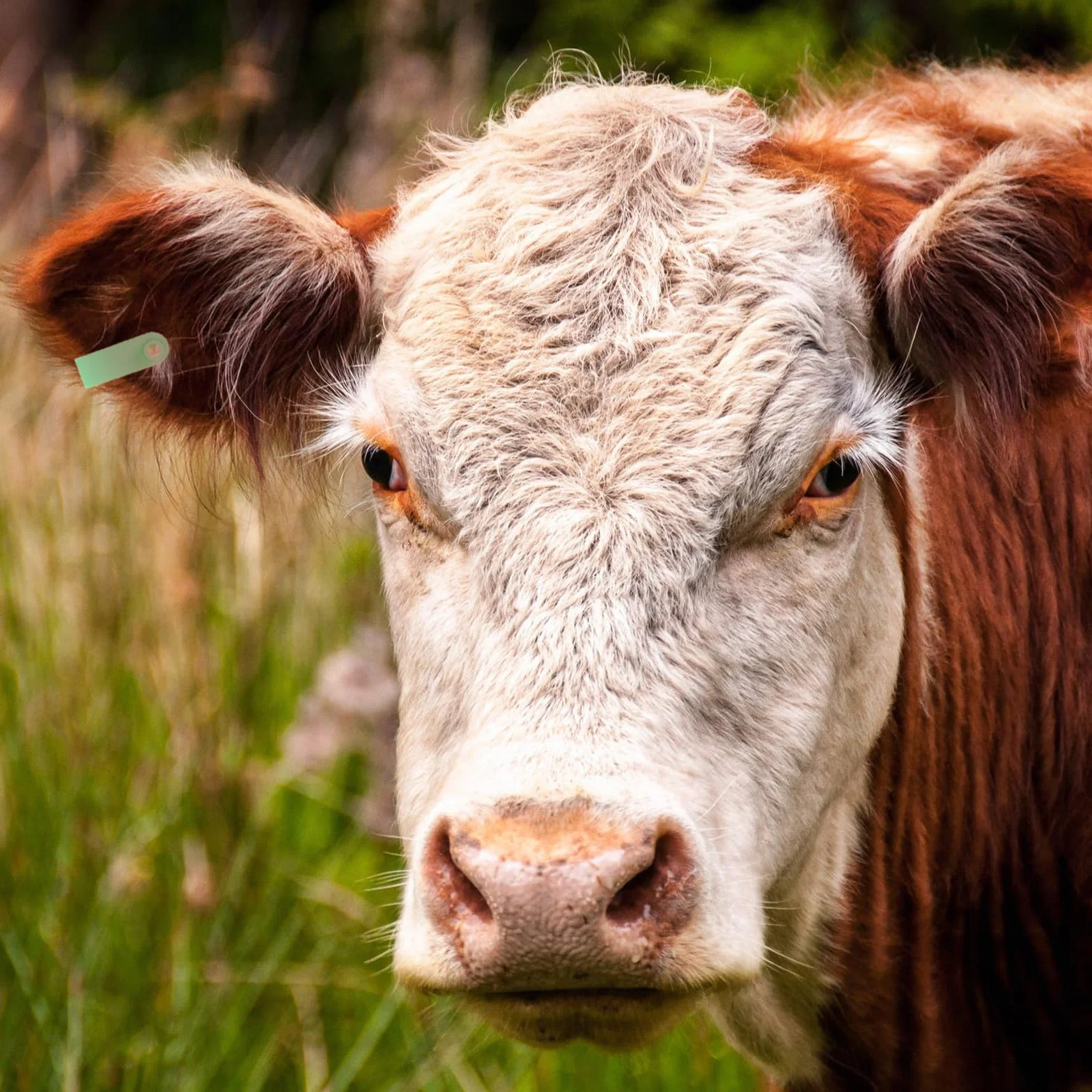 Pezzi Marchi Auricolari per Bestiame in Plastica Verde, Etichette Auricolari per Ovini, Capre, Suini e Bovini, Foro Piccolo