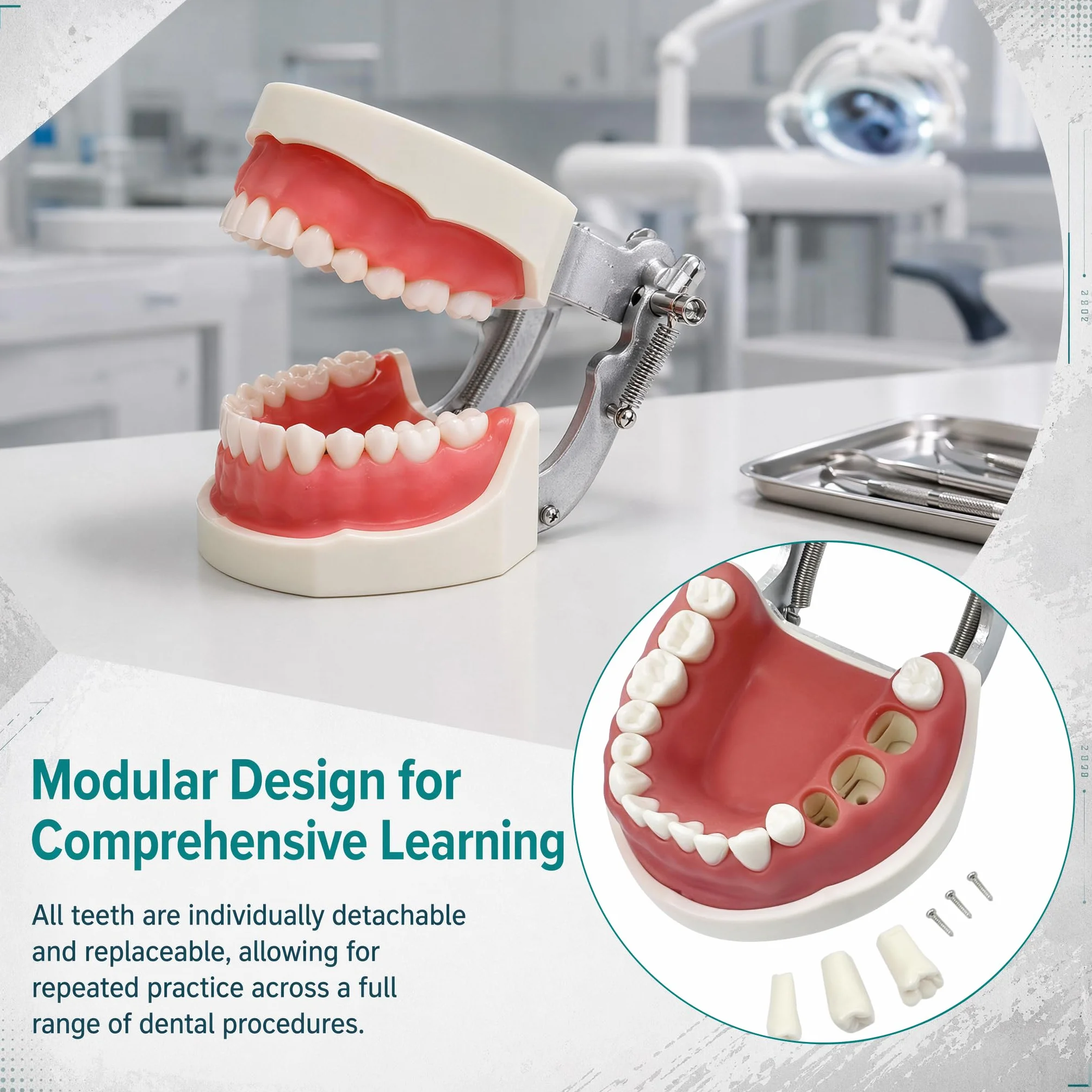 Dentale Typodont Model 28 Zębów Staccabile Strumenti Studio Didattico Articolato Anatomia Denti Rimovibili con Cacciavite