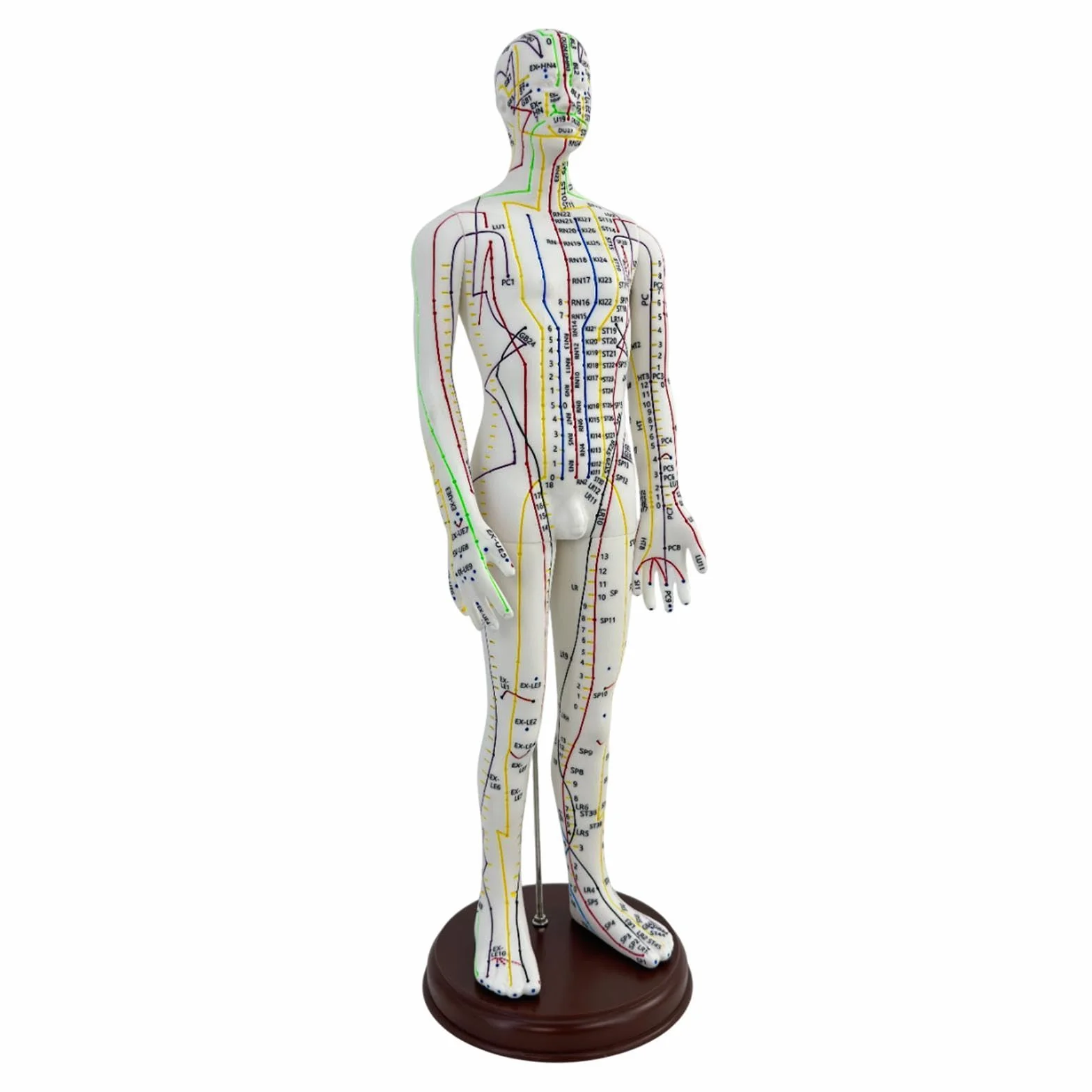 Amagogo Modello di agopuntura corpo umano 54cm PVC professionisti punti inglesi Maschio
