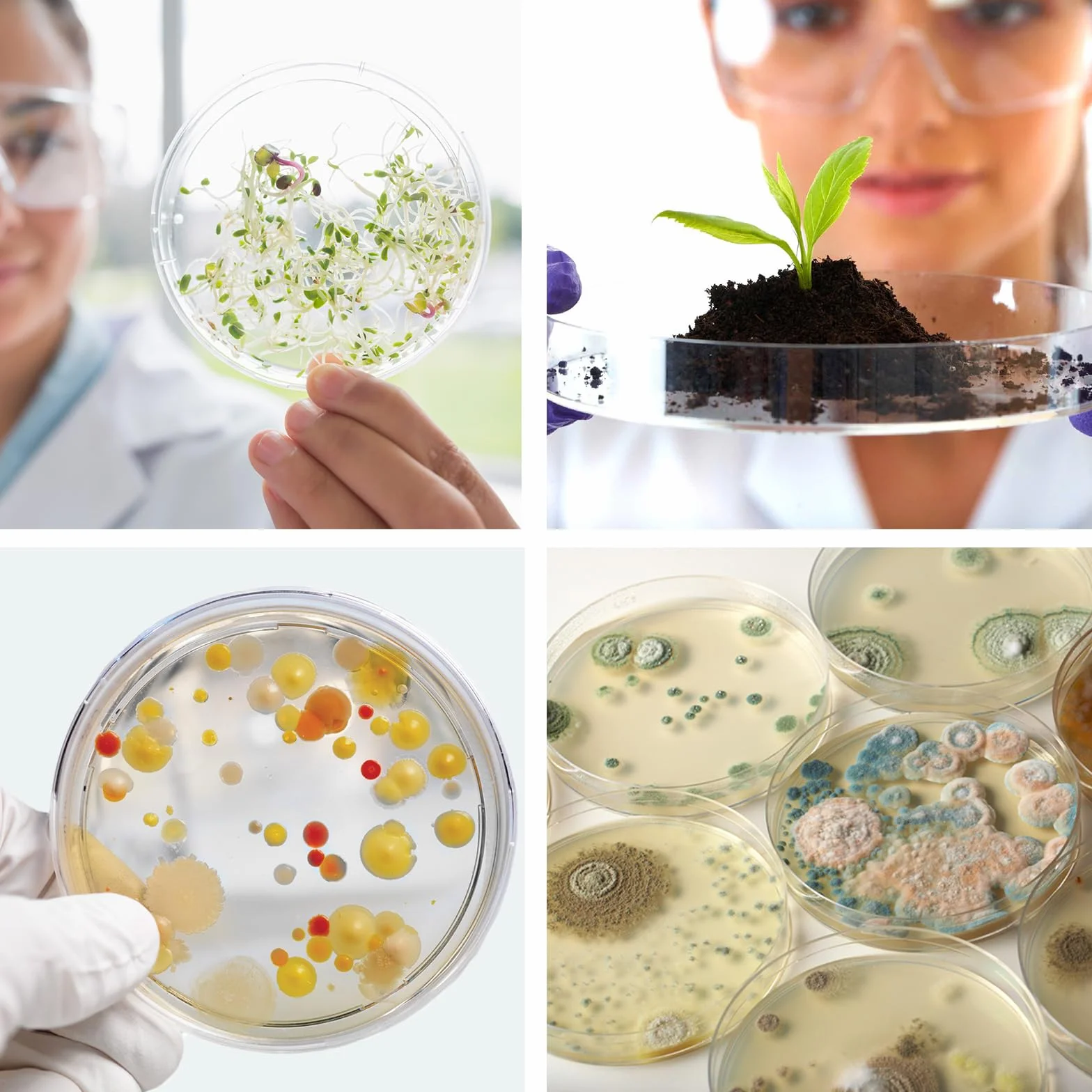 40 Pezzi Piastre Petri da 60 mm, Set di Piastre di Petri in Plastica Sterile con Coperchio, con 20 Pipette, per Coltivare Batteri, Corsi di Esperimento per Studenti e Ricerca Biologica