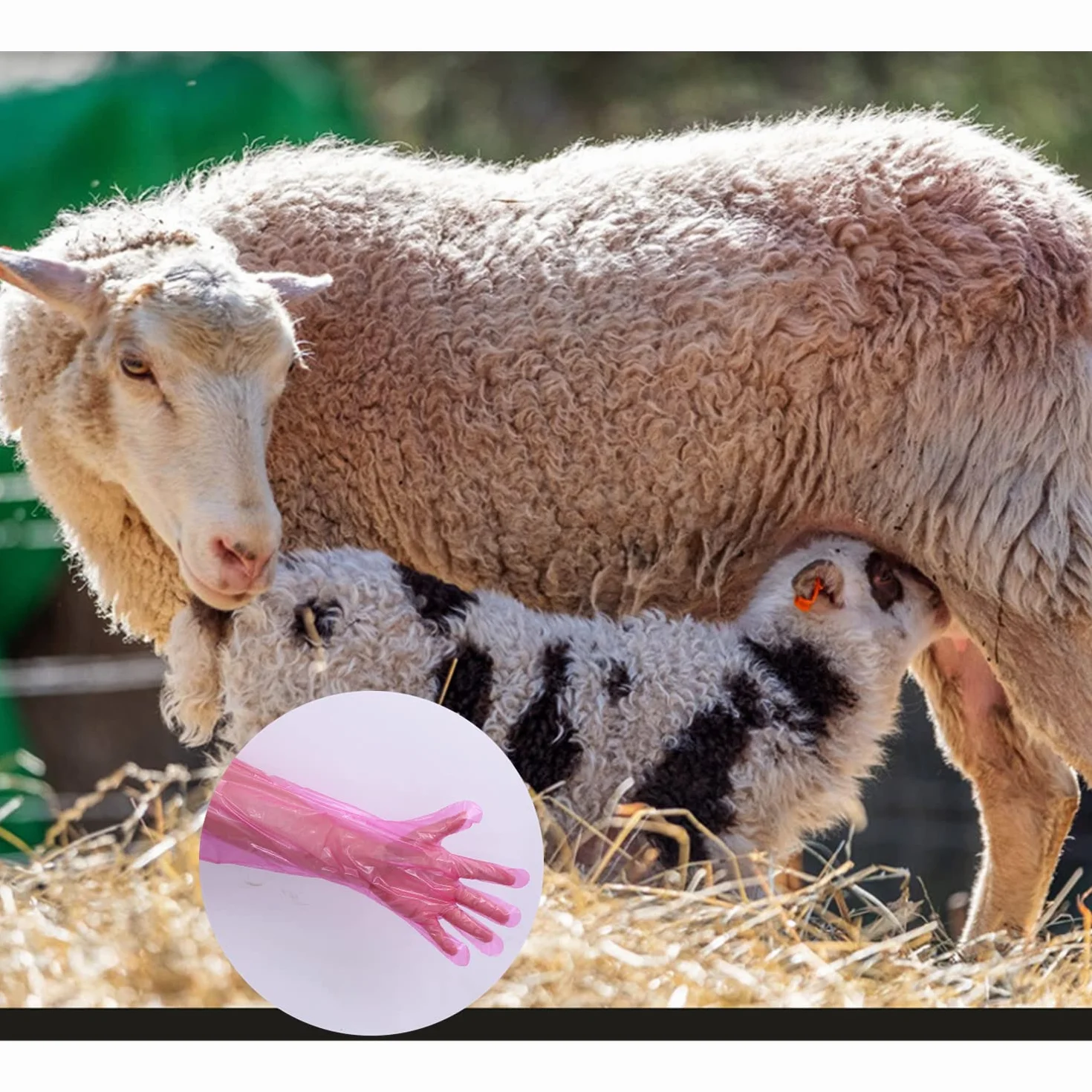 Guanti Veterinari Usa e Getta 40PC, Elastici in Pellicola di Plastica Morbida, Protezione Braccio Rosso