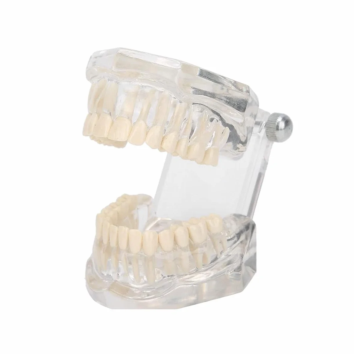 Modello Dentale in Acrilico Trasparente con Gengive Visibili per Insegnamento e Cura Orale